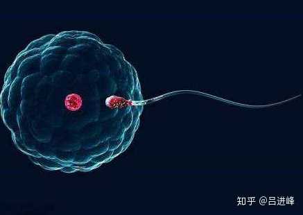 2023郑州供卵的私立机构最新发布，附供卵三代生男孩费用详情_武汉所有放生群
