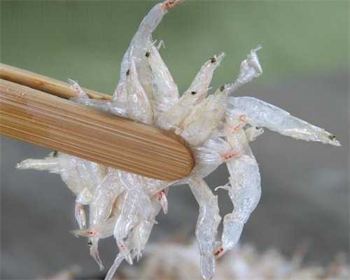 代生儿子收费:鹿胎膏能治子宫内膜薄吗